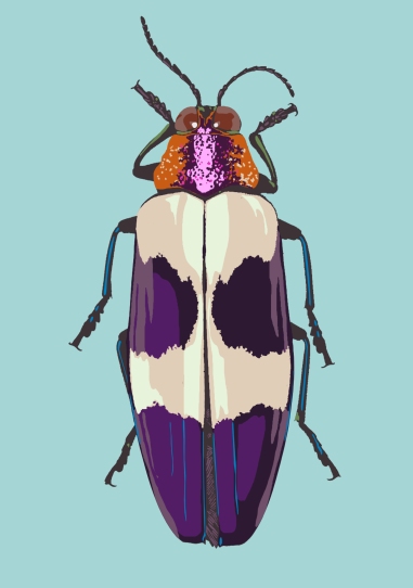Pink headed jewel beetle